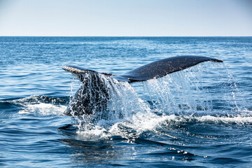 Humpback Whale, Los Cabos BCS, Mx