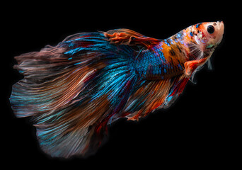 Half moon giant betta Siamese fighting fish.