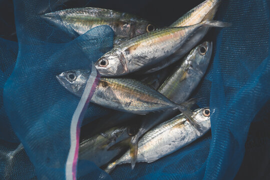 Fresh Mackerel sardine fishes.