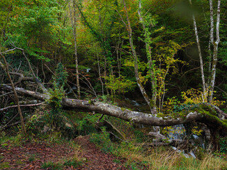 Fototapeta na wymiar tree trunk in the autumn forest