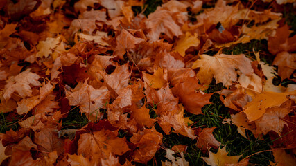 Colorful autumn maple leaves
