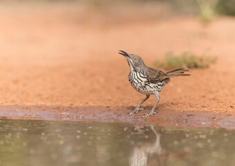 Long-billed Thrasher in Rio Grande Valley, Texas