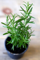 Rosemary grows in a pot. Growing greens. Eco products.