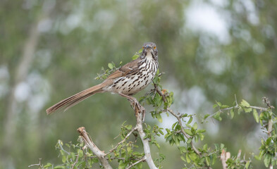 Long-billed Thrasher in Rio Grande Valley, Texas