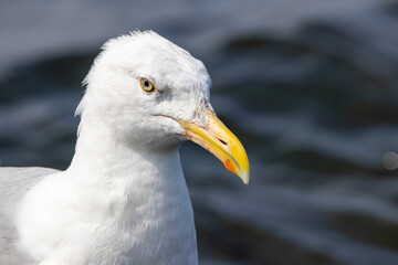 A Herring Seagull