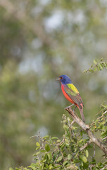 Beautiful painted Bunting in Texas