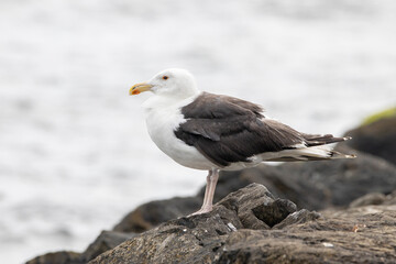 A Great Black Backed Seagull