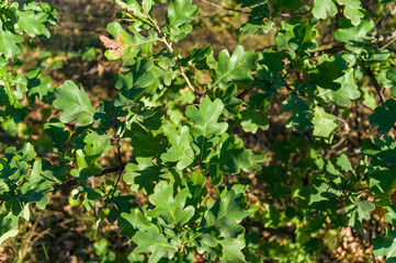 Green oak leaves grow on a tree close up