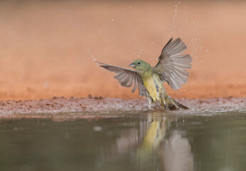 Beautiful female painted Bunting in Texas	
