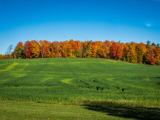 Farm fields in the autumn
