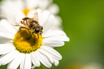 hoverfly on a chamomile flower