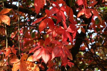 Red leaves in autumn.The carved leaf is permeated by the sun.A branch of wild grapes in a bright light