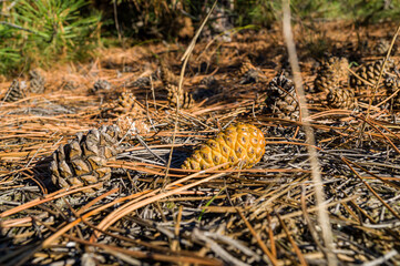 Cones in a sunny forest on the ground under a pine tree. Sprinkled cones