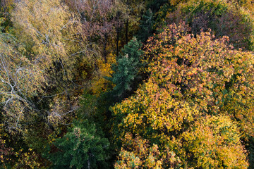 Aerial view of autumn forest, trees with yellow foliage, top view. Fall, autumn nature, aerial landscape