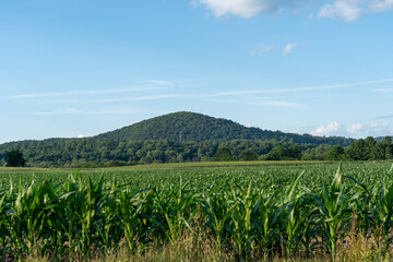 Fototapeta na wymiar Corn Fields and Mountains