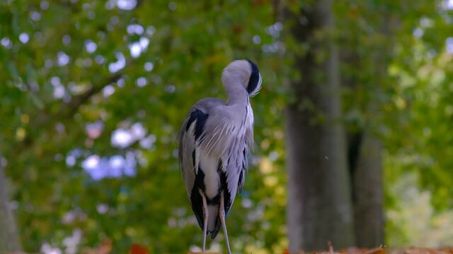 H&eacute;ron cendr&eacute; sur un &icirc;le