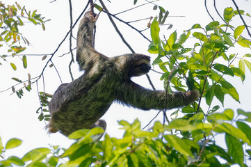 Three-toed Sloth (Bradypus variegatus) at Manuel Antonio Park, Costa Rica