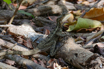 Lizard in Carara National Park, Costa Rica