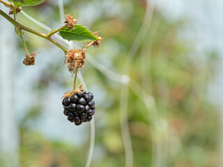 Brombeere an einem Zweig in einem Spalier