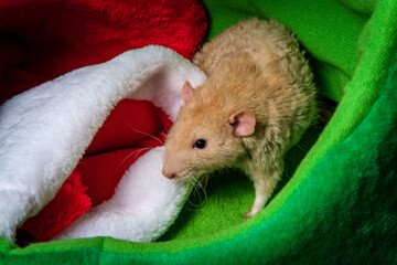 Christmas Stocking Pet Rat