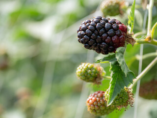 Schwarze Brombeere am Strauch in einem Spalier