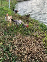 ducks on the lake
