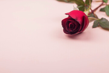 One beautiful red rose lies on a light pink background