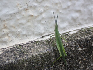 オンブバッタの登頂　Atractomorpha sp