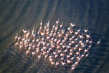 wonderful rhythmic movements of flamingos getting ready to fly
