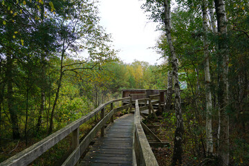 Holzpfad mit Geländer zu einem Aussichtspunkt im Toten Moor im Naturpark Steinhuder Meer