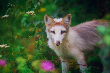 Fox in the summer outdoors among the greenery on a sunny day