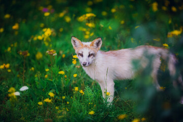 Fox in the summer outdoors among the greenery on a sunny day