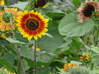 Sunflowers