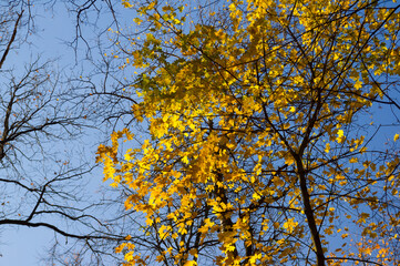 Yellow Maple Leaves in Autunm Forest