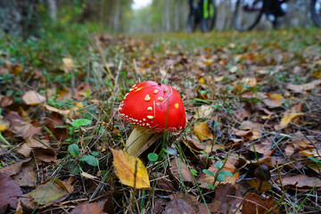 Ein Fliegenpilz am Wegesrand im Herbst