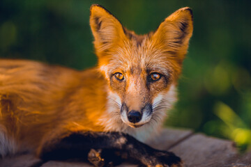 Fox in the summer outdoors among the greenery on a sunny day
