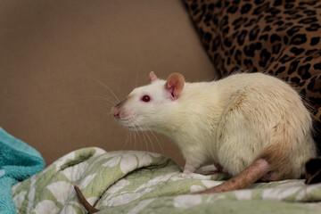 Fancy Pet Rat Sofa