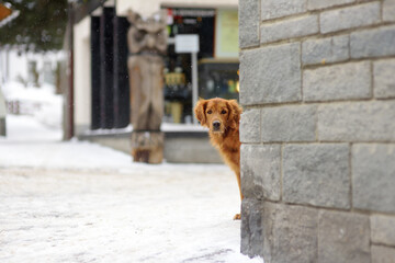 Irish setter dog on street of small town in Alps, Switzerland, Europe. Winter family vacation with pets. Ski resort.