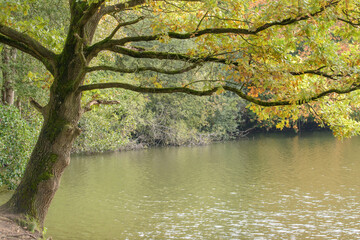 Obraz na płótnie Canvas Baum in Herbstfärbung steht am Ufer, Rand eines Teiches.