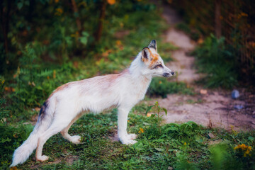 Naklejka na ściany i meble Fox in the summer outdoors among the greenery on a sunny day