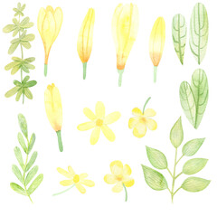Watercolor set with spring forest flowers. Yellow flowers crocuses and snow drops, green leaves with bright color