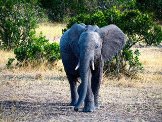 An elephant in Masai Mara National Park, Kenya