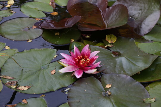 Overgrown pond.Many green water Lily leaves on the surface of the water and one pink water Lily flower in the foreground at dusk.Beautiful image of a plant with a reflection in the wild