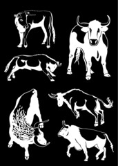 Vector set of oxen on black background, engraved illustration