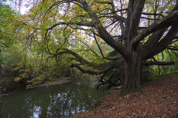 Century old maject chestnut tree at the bank of the Vilaine river in France