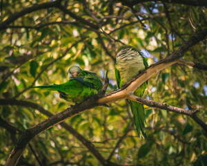 pájaro en la naturaleza
