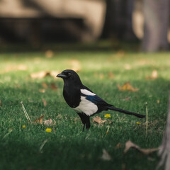 pájaro en la naturaleza