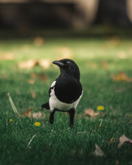 pájaro en la naturaleza