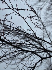 winter tree branch