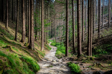 Forest Path in Bohemian Switzerland, Czechia